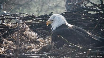 PA Farm Country Eagles Live Cams - Mar 21, 2026, 8:32am EDT