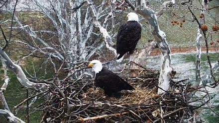 PA Farm Country Eagles Live Cams - Dec 28, 2025, 9:30am EST