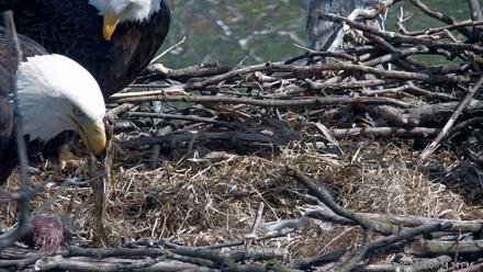 PA Farm Country Eagles Live Cams - Mar 20, 2026, 1:35pm EDT