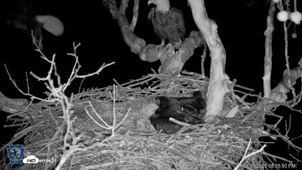 PA Farm Country Eagles Live Cams - Apr 30, 2026, 8:37pm EDT