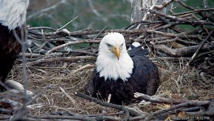 PA Farm Country Eagles Live Cams - Mar 22, 2026, 7:19pm EDT