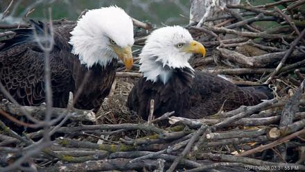 PA Farm Country Eagles Live Cams - Mar 17, 2026, 3:32pm EDT