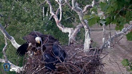 PA Farm Country Eagles Live Cams - Jun 5, 2026, 8:40pm EDT