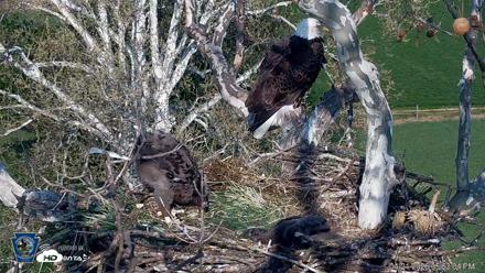 PA Farm Country Eagles Live Cams - Apr 21, 2026, 5:54pm EDT