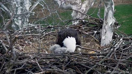 PA Farm Country Eagles Live Cams - Mar 31, 2026, 1:44pm EDT