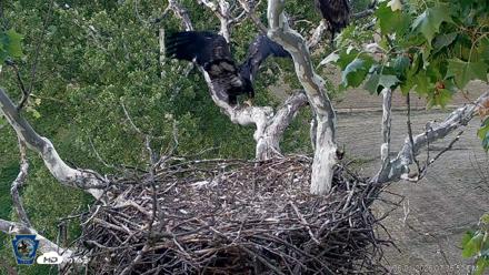 PA Farm Country Eagles Live Cams - Jun 1, 2026, 7:37pm EDT