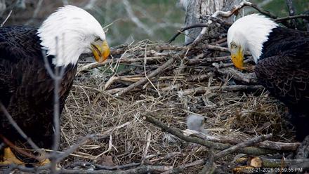 PA Farm Country Eagles Live Cams - Mar 21, 2026, 6:00pm EDT