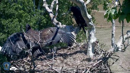 PA Farm Country Eagles Live Cams - Jun 2, 2026, 1:08pm EDT
