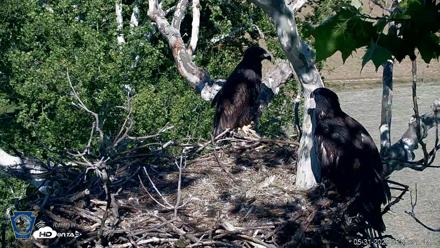 PA Farm Country Eagles Live Cams - May 31, 2026, 5:08pm EDT