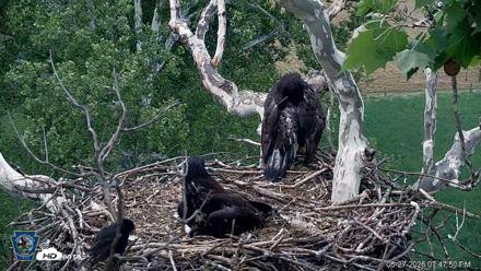 PA Farm Country Eagles Live Cams - May 27, 2026, 7:48pm EDT