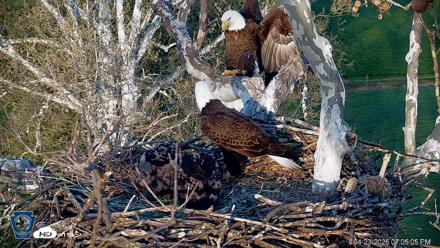 PA Farm Country Eagles Live Cams - Apr 23, 2026, 7:06pm EDT