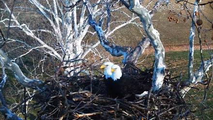 PA Farm Country Eagles Live Cams - Jan 7, 2026, 3:29pm EST