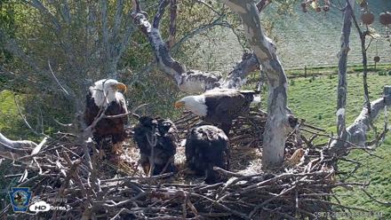 PA Farm Country Eagles Live Cams - May 3, 2026, 8:59am EDT