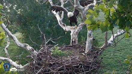 PA Farm Country Eagles Live Cams - Aug 12, 2026, 7:17am EDT