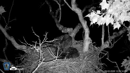 PA Farm Country Eagles Live Cams - Jun 2, 2026, 12:41am EDT