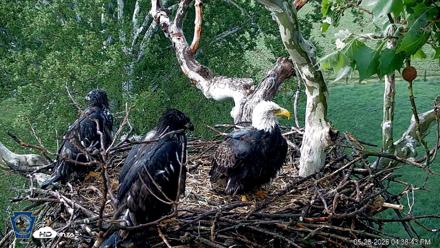 PA Farm Country Eagles Live Cams - May 20, 2026, 4:39pm EDT