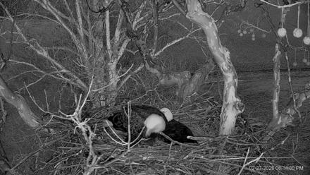 PA Farm Country Eagles Live Cams - Feb 27, 2026, 6:15pm EST