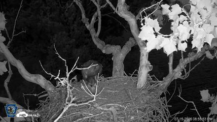 PA Farm Country Eagles Live Cams - Jul 15, 2026, 8:56pm EDT