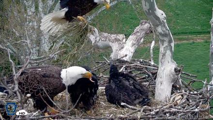 PA Farm Country Eagles Live Cams - Apr 29, 2026, 3:29pm EDT