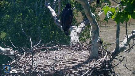 PA Farm Country Eagles Live Cams - Jun 2, 2026, 10:26am EDT