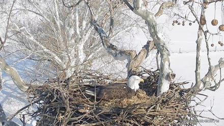PA Farm Country Eagles Live Cams - Feb 14, 2026, 2:49pm EST