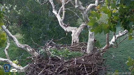 PA Farm Country Eagles Live Cams - Aug 27, 2026, 7:27am EDT