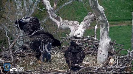 PA Farm Country Eagles Live Cams - Apr 28, 2026, 11:11am EDT