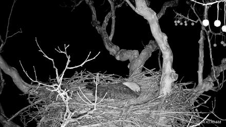 PA Farm Country Eagles Live Cams - Feb 15, 2026, 4:44am EST