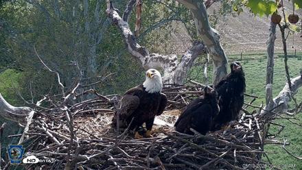 PA Farm Country Eagles Live Cams - May 10, 2026, 9:19am EDT
