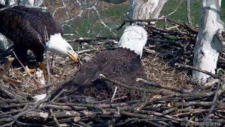 PA Farm Country Eagles Live Cams - Mar 26, 2026, 3:11pm EDT