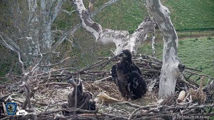 PA Farm Country Eagles Live Cams - Apr 24, 2026, 8:29am EDT