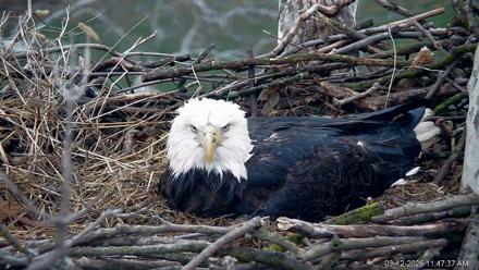 PA Farm Country Eagles Live Cams - Mar 12, 2026, 11:48am EDT