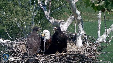 PA Farm Country Eagles Live Cams - May 18, 2026, 2:29pm EDT
