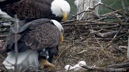 PA Farm Country Eagles Live Cams - Mar 15, 2026, 6:50pm EDT