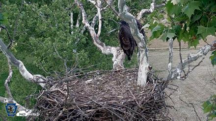 PA Farm Country Eagles Live Cams - Jun 1, 2026, 7:04pm EDT
