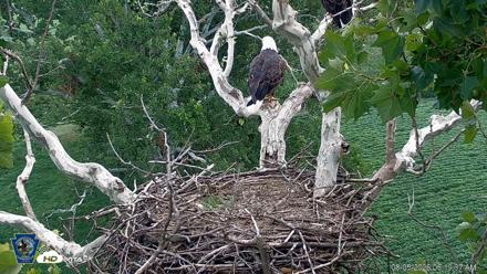 PA Farm Country Eagles Live Cams - Aug 5, 2026, 6:20am EDT