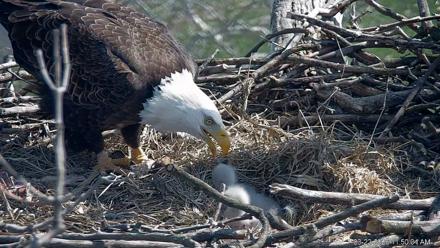 PA Farm Country Eagles Live Cams - Mar 22, 2026, 11:51am EDT