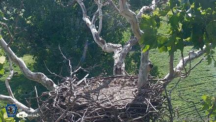 PA Farm Country Eagles Live Cams - Jul 25, 2026, 9:35am EDT