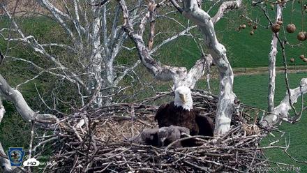 PA Farm Country Eagles Live Cams - Apr 16, 2026, 1:54pm EDT