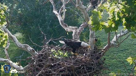 PA Farm Country Eagles Live Cams - Aug 13, 2026, 7:53am EDT