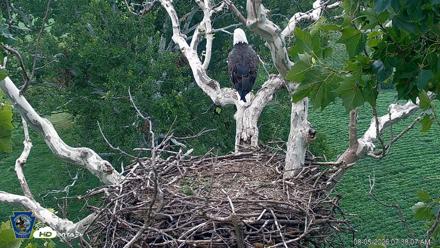 PA Farm Country Eagles Live Cams - Aug 5, 2026, 7:39am EDT
