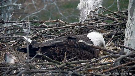 PA Farm Country Eagles Live Cams - Mar 18, 2026, 10:20am EDT