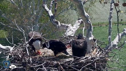 PA Farm Country Eagles Live Cams - May 3, 2026, 11:16am EDT