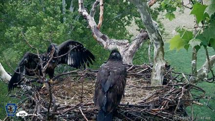 PA Farm Country Eagles Live Cams - May 25, 2026, 11:02am EDT