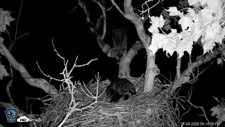 PA Farm Country Eagles Live Cams - Jul 6, 2026, 9:16pm EDT