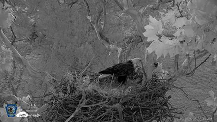 PA Farm Country Eagles Live Cams - Sep 15, 2026, 6:37am EDT