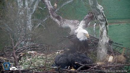 PA Farm Country Eagles Live Cams - Apr 25, 2026, 6:57pm EDT