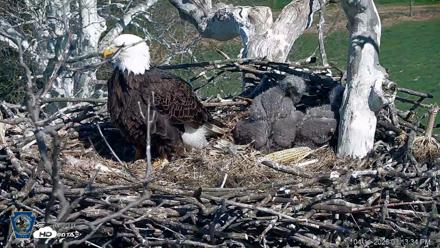 PA Farm Country Eagles Live Cams - Apr 11, 2026, 3:14pm EDT