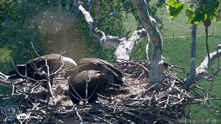 PA Farm Country Eagles Live Cams - May 20, 2026, 10:24am EDT