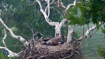 PA Farm Country Eagles Live Cams - Jul 18, 2026, 6:28am EDT
